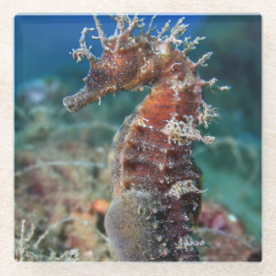 Hippokamp Ramulosus des Seepferd Glasuntersetzer