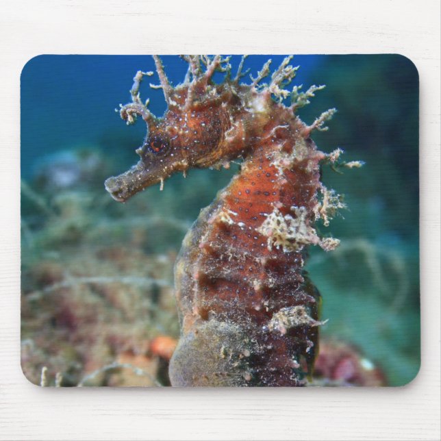 Hippokamp Ramulosus des Seepferd| Mousepad (Vorne)