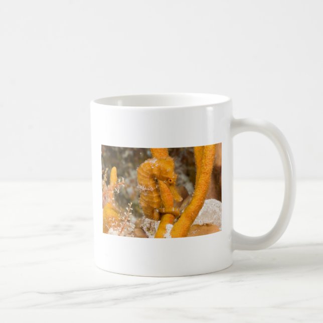 Hippokamp reidi - Longsnout Seepferd Tasse (Rechts)