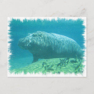 Hippopatumus Habitat Postcard Postkarte