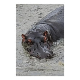 Hippoposterus Poster