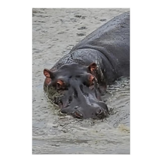 Hippoposterus Poster (Vorderseite)