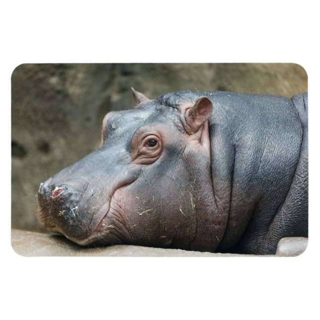 Hippopotammagnet Magnet (Horizontal)