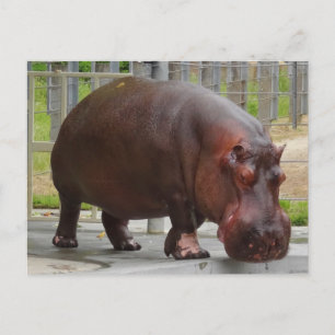 Hippopotamus #2 Postkarte