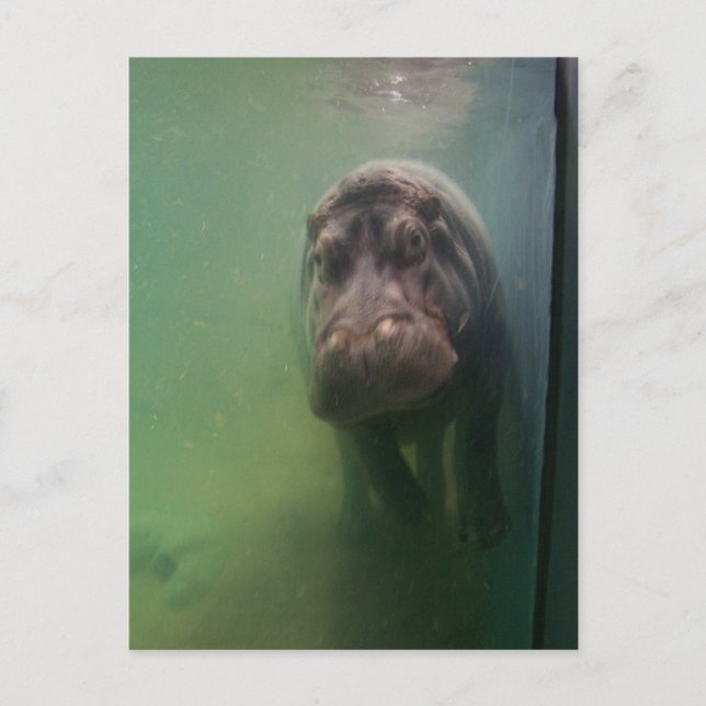 Hippopotamus Abstrakt #2 Postkarte (Vorderseite)