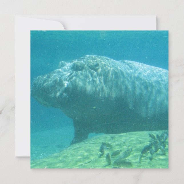 Hippopotamus-Einladung Einladung (Vorderseite)