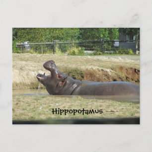 Hippopotamus Einnehmen eines Getränks Postkarte
