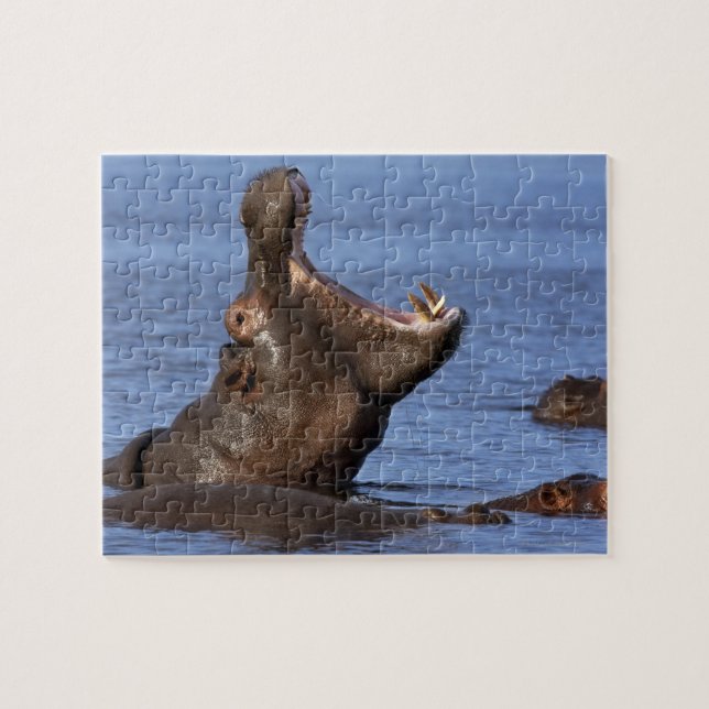 Hippopotamus (Hippopotamus amphibius) im Puzzle (Horizontal)