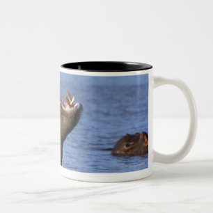 Hippopotamus (Hippopotamus amphibius) in Zweifarbige Tasse
