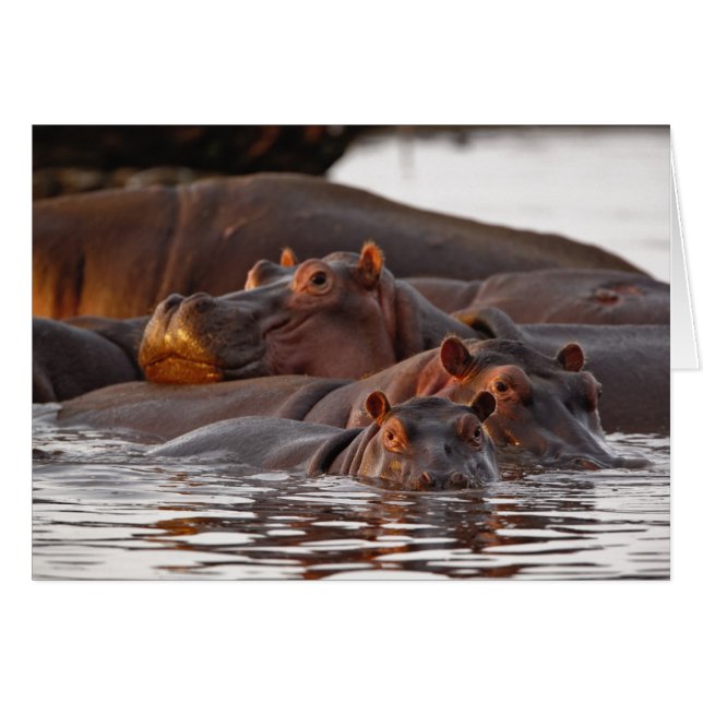 Hippopotamus, Hippopotamus amphibius, See (Vorderseite (Horizontal))