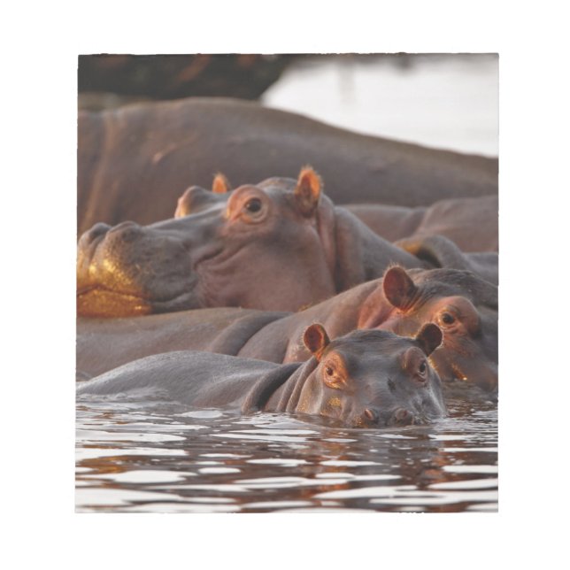 Hippopotamus, Hippopotamus amphibius, See Notizblock (Vorderseite)