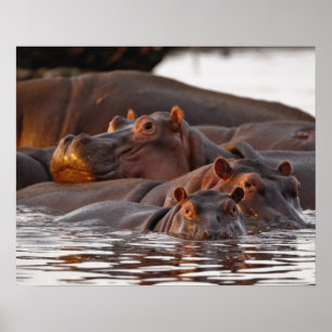 Hippopotamus, Hippopotamus amphibius, See Poster