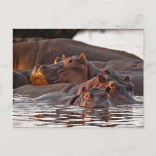 Hippopotamus, Hippopotamus amphibius, See Postkarte