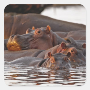 Hippopotamus, Hippopotamus amphibius, See Quadratischer Aufkleber