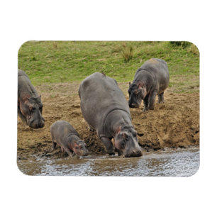 Hippopotamus, Hippopotamus amphibius, Serengeti Magnet