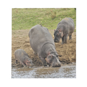 Hippopotamus, Hippopotamus amphibius, Serengeti Notizblock
