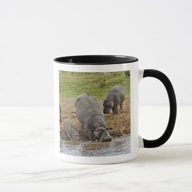Hippopotamus, Hippopotamus amphibius, Serengeti Tasse (Rechts)