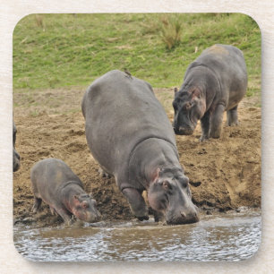 Hippopotamus, Hippopotamus amphibius, Serengeti Untersetzer