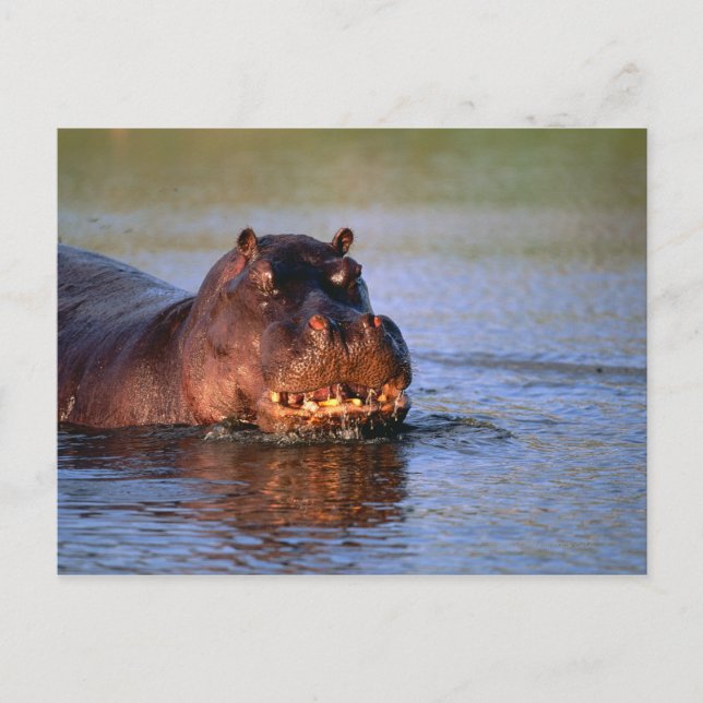Hippopotamus im Fluss Postkarte (Vorderseite)