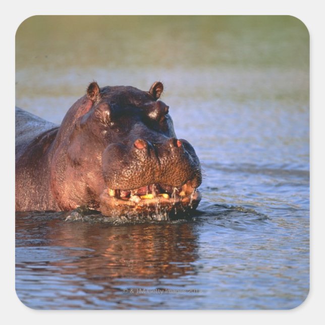 Hippopotamus im Fluss Quadratischer Aufkleber (Vorderseite)