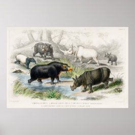 Hippopotamus, Indische Rhinozeros, Muchoco... Poster