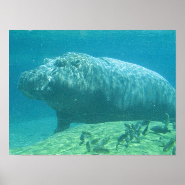 Hippopotamus Poster (Vorne)