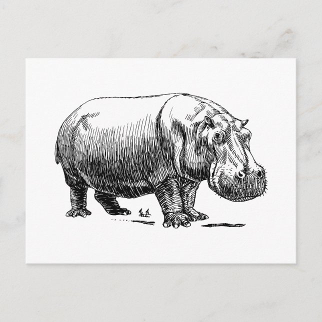 Hippopotamus Postkarte (Vorderseite)