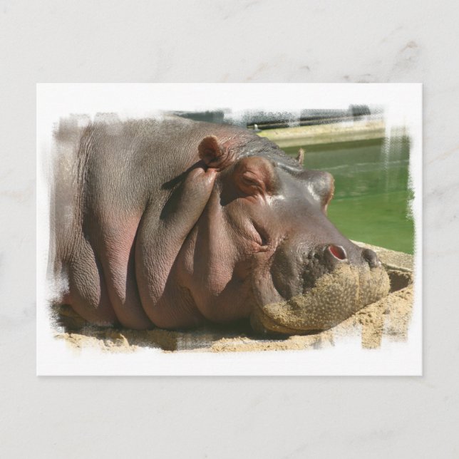 Hippopotamus Postkarte (Vorderseite)