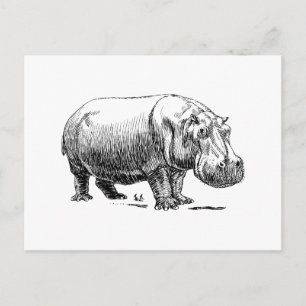 Hippopotamus Postkarte