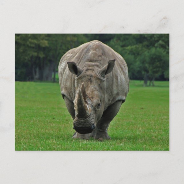 Hippopotamus-Postkarte Postkarte (Vorderseite)