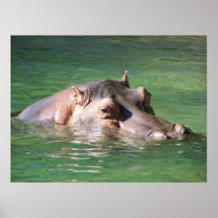 Hippopotamus Schwimmen auf der Oberfläche Poster