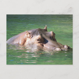 Hippopotamus Schwimmen auf der Oberfläche Postkarte