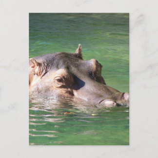 Hippopotamus Schwimmen auf der Oberfläche Postkarte