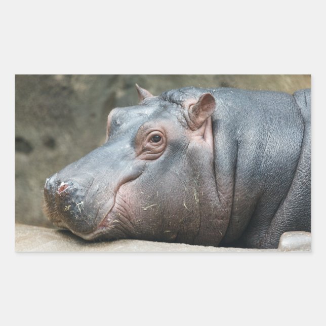 Hippopotamuskleber Rechteckiger Aufkleber (Vorderseite)