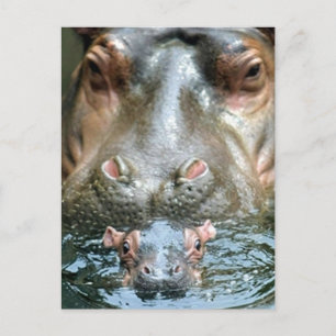 Hippopotamusse und Baby Postkarte