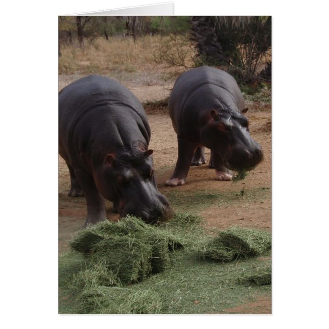 Hippos (Vorne)