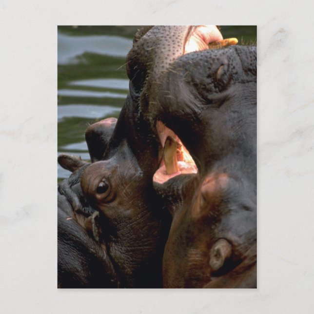 Hippos Fighting, Closeup Postkarte (Vorderseite)