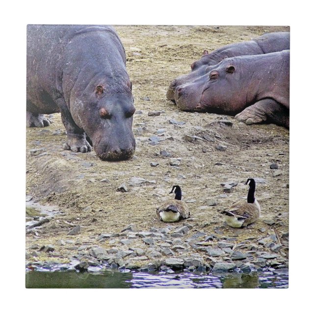 HIPPOS FLIESE (Vorderseite)
