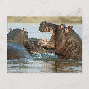 Hippos im Wasser Postkarte