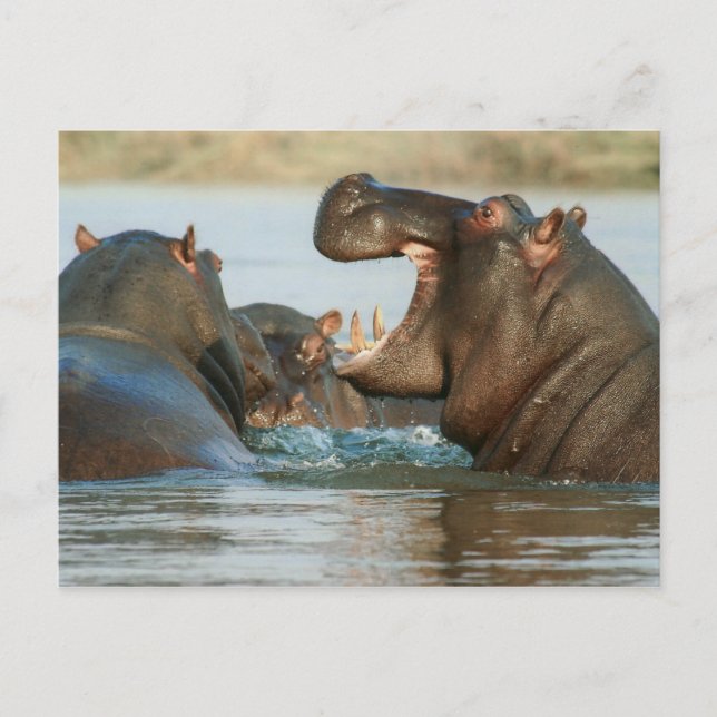 Hippos im Wasser Postkarte (Vorderseite)