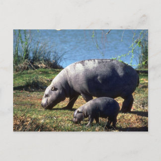 Hippos-Kuh mit kleinen Kalbfleisch Postkarte