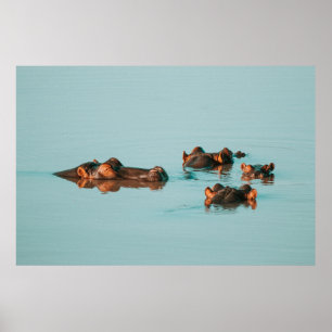 HIPPOS KÜHLEN IM DAM AB POSTER