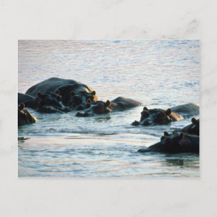 Hippos - Pod entspannt sich bei Twilight im Fluss Postkarte