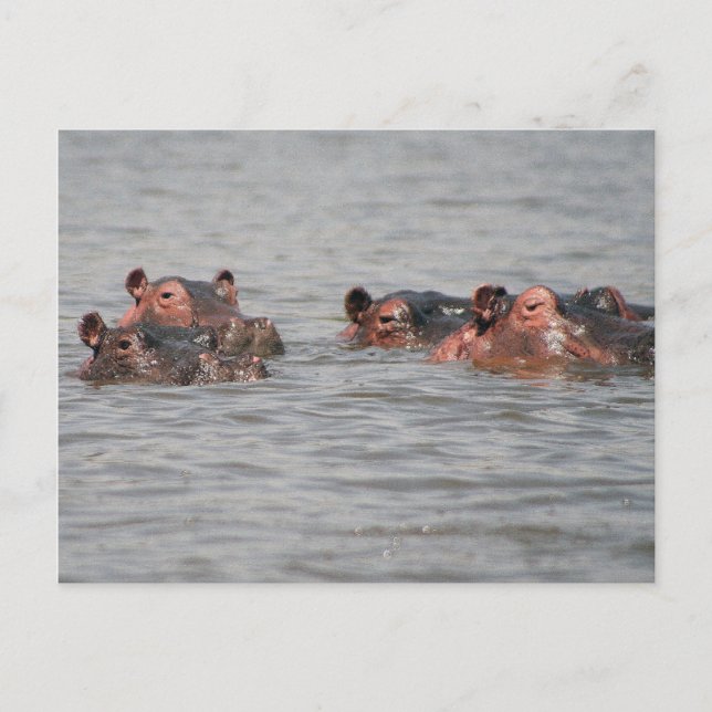 Hippos Postkarte (Vorderseite)