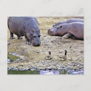 HIPPOS POSTKARTE