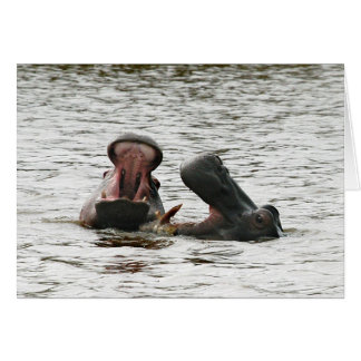 Hippos täuschen herum.