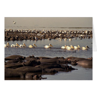 Hippos und Pelikane