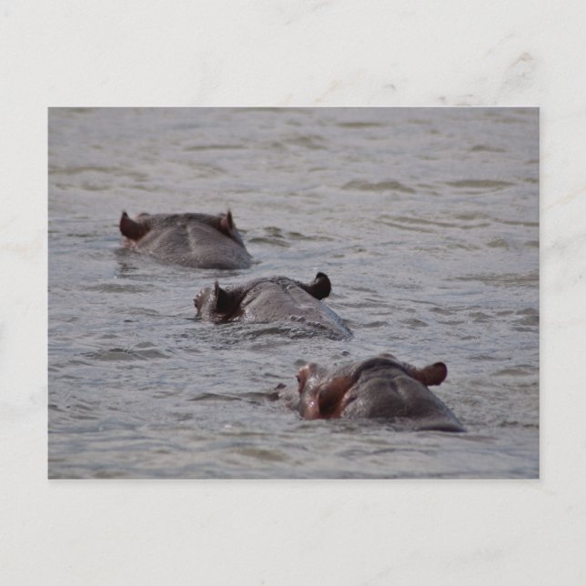 Hippos zum Schwimmen gehen Postkarte (Vorderseite)
