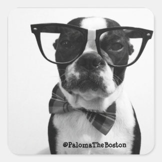 Hipster Boston Terrier mit Brillenaufklebern Quadratischer Aufkleber