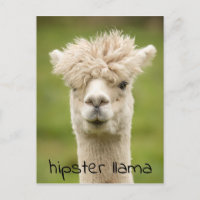 Hipster Lama Funny Hairdo